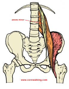 the psoas minor