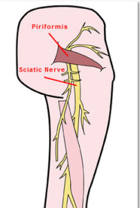 sciatic nerve labelled and cropped