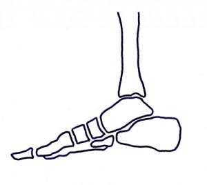 #19 Good Bony Alignment (sm)