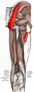 Gluteus_maximus_muscle