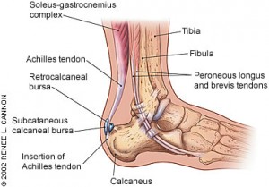 achilles tendon