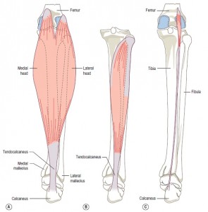 anatomy of the calf muscle2