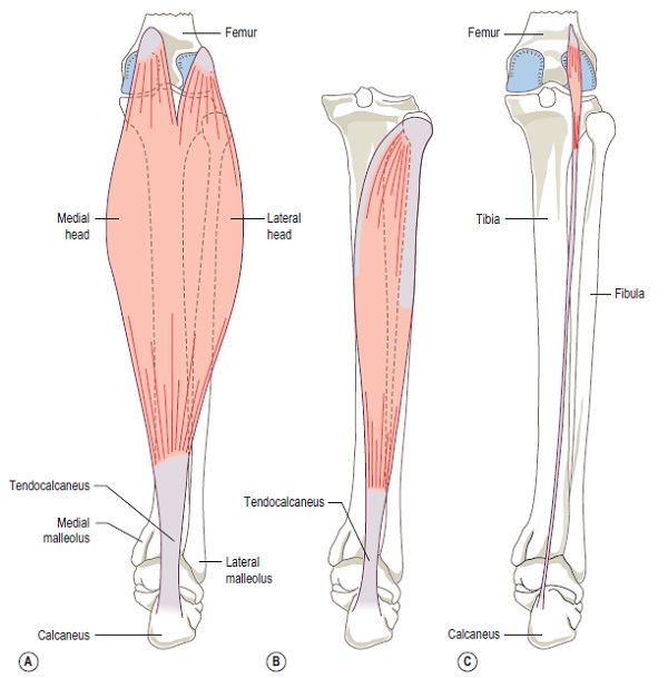 Muscle Anatomy: Calf Muscles