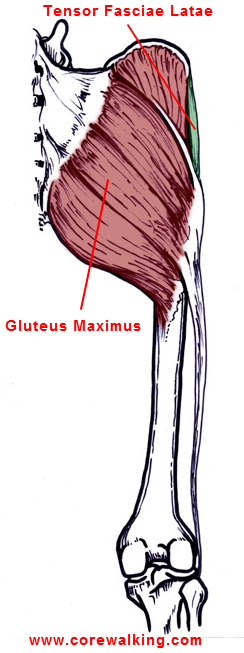 Gluteus Maximus Muscle Everyone Needs A Butt 