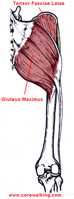 Gluteus Maximus Muscle: Everyone Needs a Butt