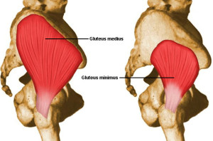 gluteus medius and minimus