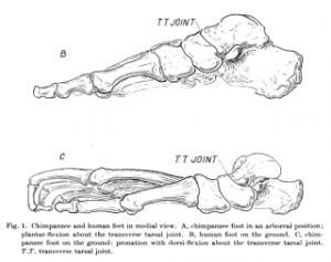 chimpanzee feet