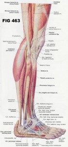 the hamstrings and calves