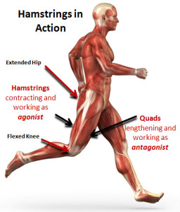 hamstrings