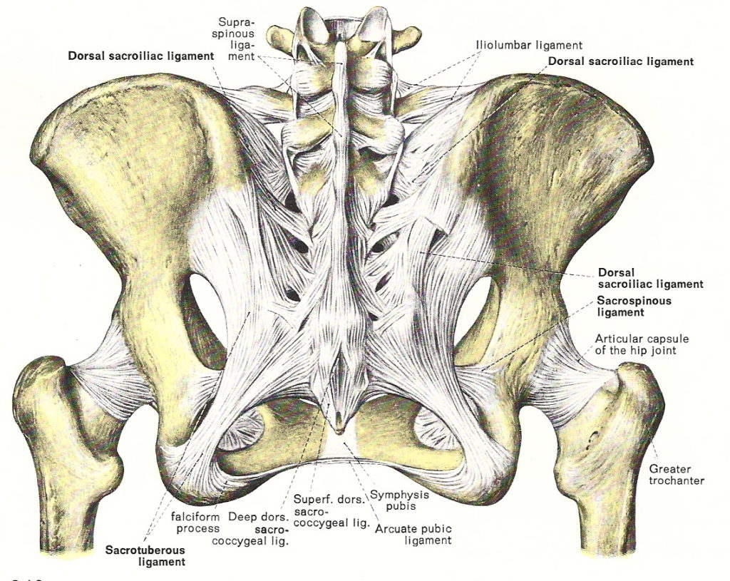 Sacroiliac Joint ligaments