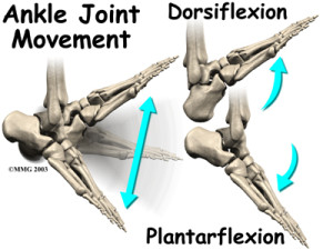 plantarflexion