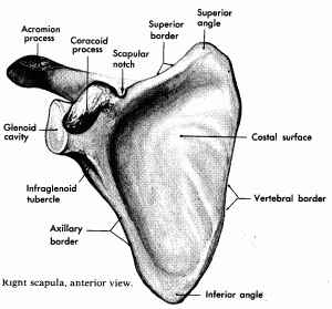 scapular rotation