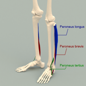 Weak Inner Thighs And The Peroneal Muscles Need To Be Balanced