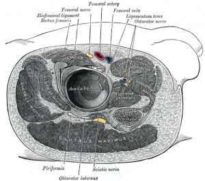 adductor muscles