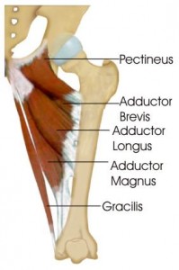 adductor muscles