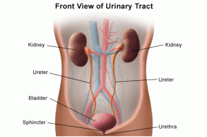 urinary bladder