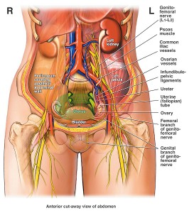 urinary bladder
