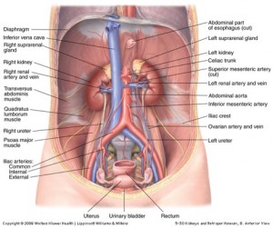 the psoas