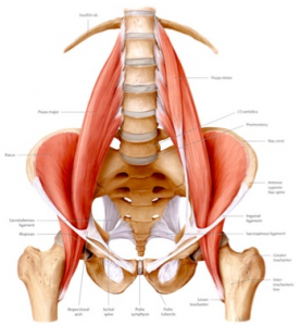 the psoas