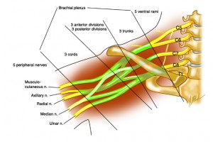 Brachial_plexus