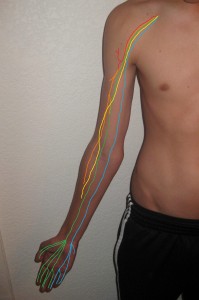 Brachial_plexus