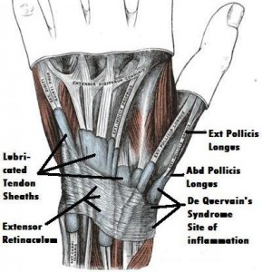 retinaculum