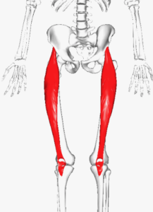 rectus femoris tendon