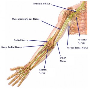 Brachial_plexus