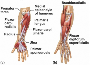 tight forearm muscles