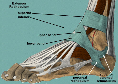 What is a Retinaculum?