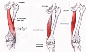 Why Do People Have Tight Hamstrings?