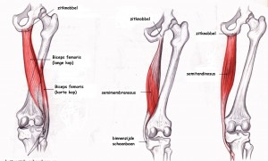 tight hamstrings