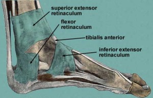 retinaculum