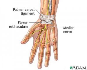 median nerve