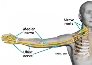 Median nerve 