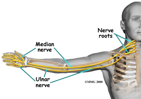 The Median Nerve