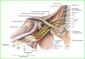 median nerve