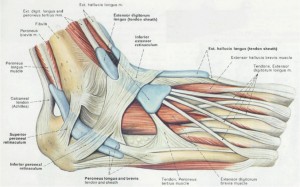 retinaculum