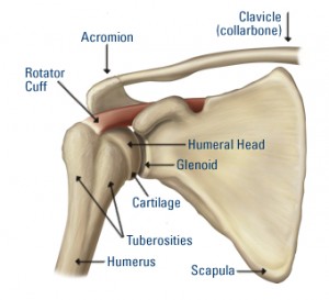 Strengthening the rotator cuff to rehab rotator cuff injuries