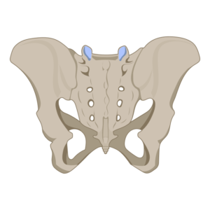 sacrotuberous ligament