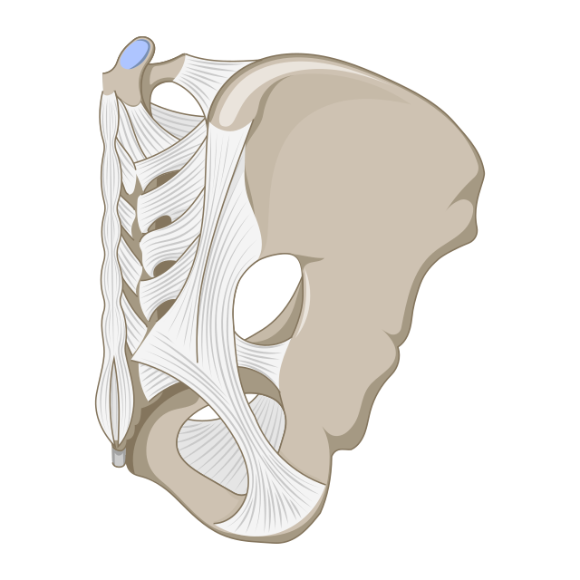 The Sacrotuberous Ligament Stabilizes The Pelvis