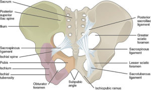 sacrotuberous ligament