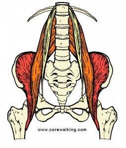 Rhomboid Muscles, a Tucked Pelvis and the Psoas