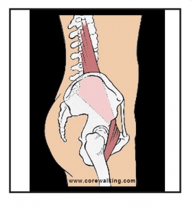 the psoas created the lumbar curve