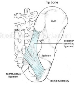 The sacroturberous ligament stabilizes the pelvis
