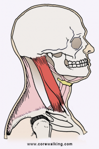 happy sternocleidomastoid muscle