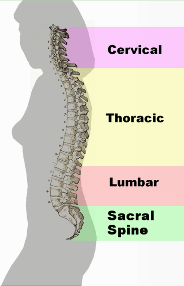Where the thoracic and lumbar spine meet is a key spot in the body