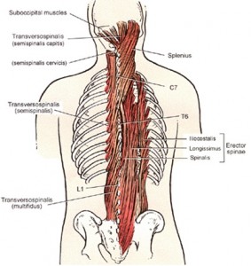 erector-spinea