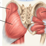 Butt Stuff: gluteus medius and piriformis