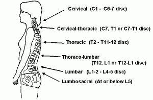 Where The Thoracic And Lumbar Spine Meet